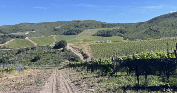 Santa Barbara County Radian Vineyard