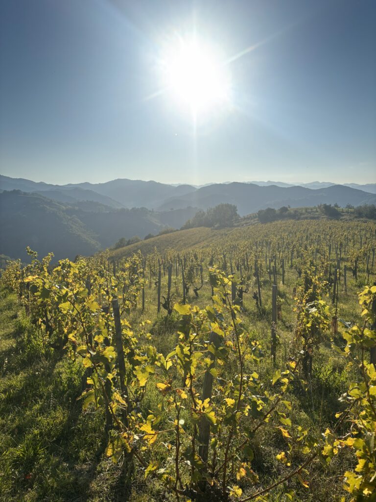 Poggio della Dogana vineyard