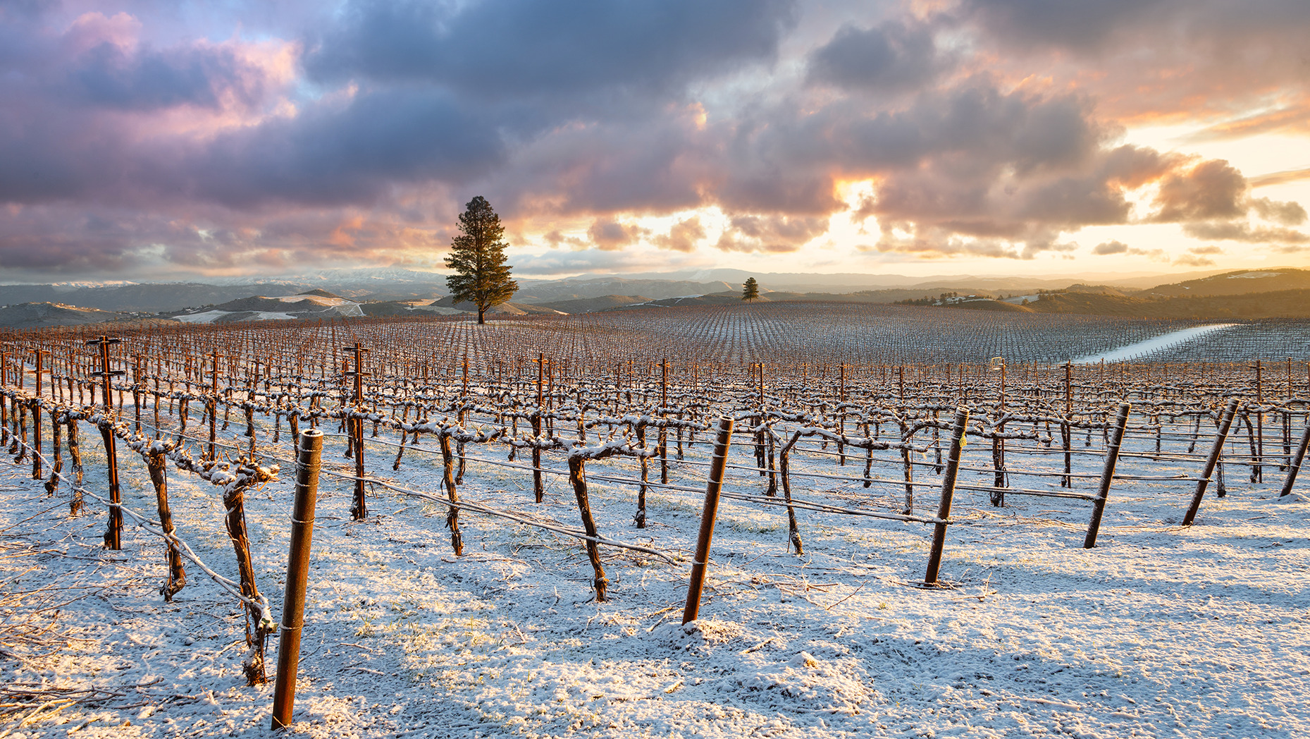Amber Knolls Vineyard