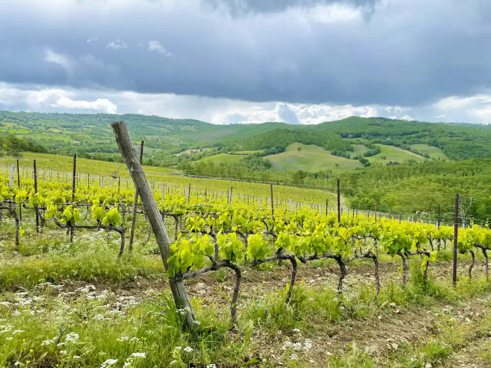Poggio Ferro Cru Vineyard. Photo credit Jonathan Cristaldi